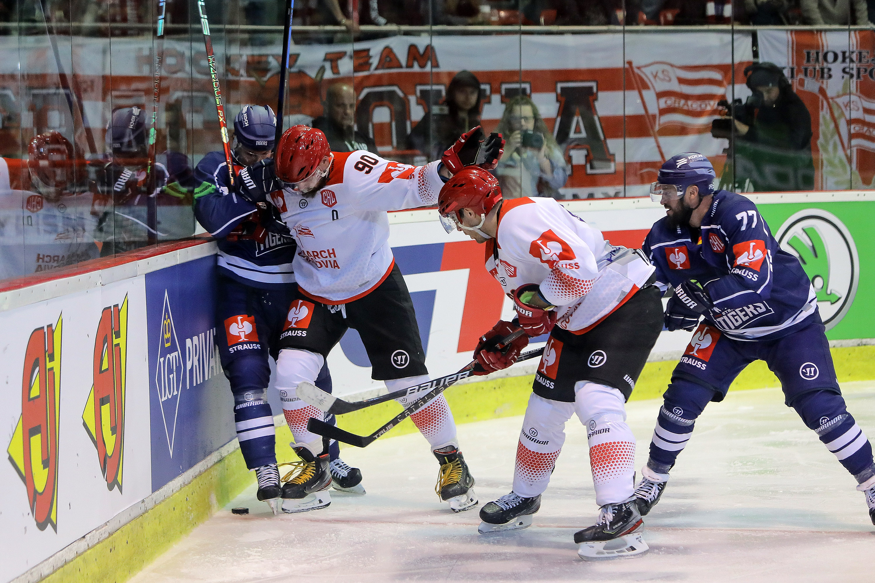 CHL: Comarch Cracovia – Straubing Tigers [SKRÓT]